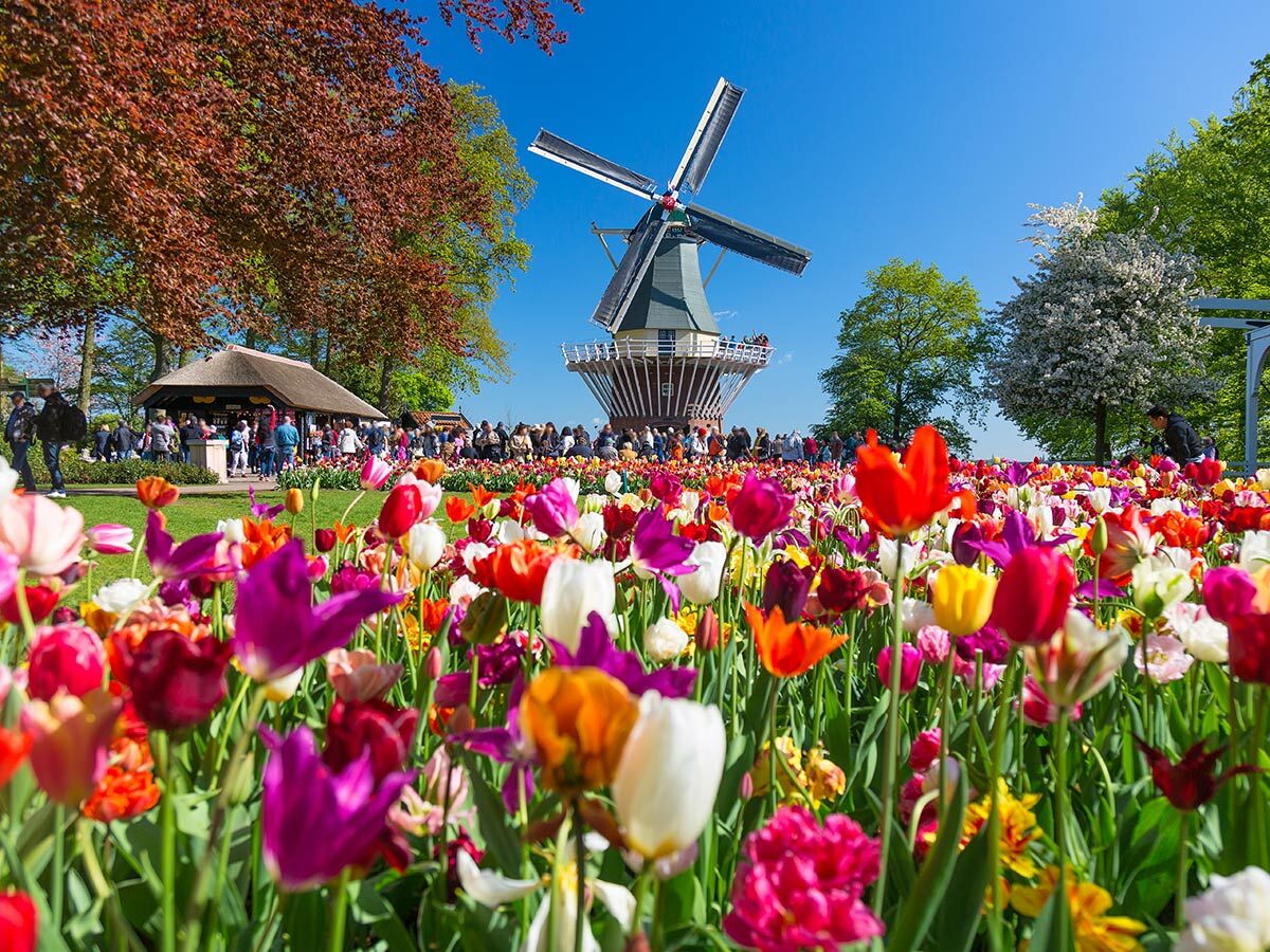 Farbenfrohes Tulpenfeld mit Windmühle und Besuchern im Keukenhof, Niederlande, an einem sonnigen Frühlingstag.