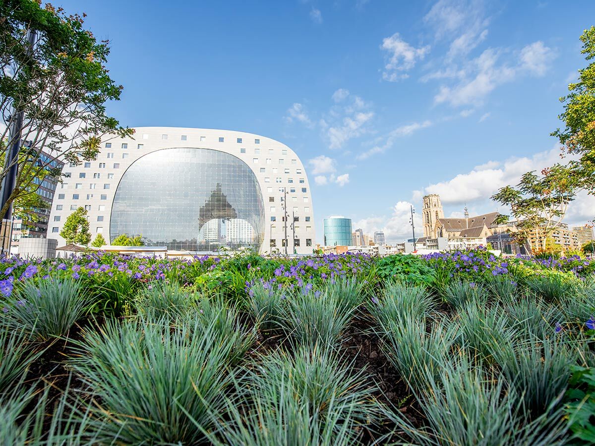 Die ikonische Markthal Rotterdam, eine moderne bogenförmige Halle, umgeben von grünen Pflanzen und lila Blumen unter blauem Himmel, mit einer historischen Kirche im Hintergrund.