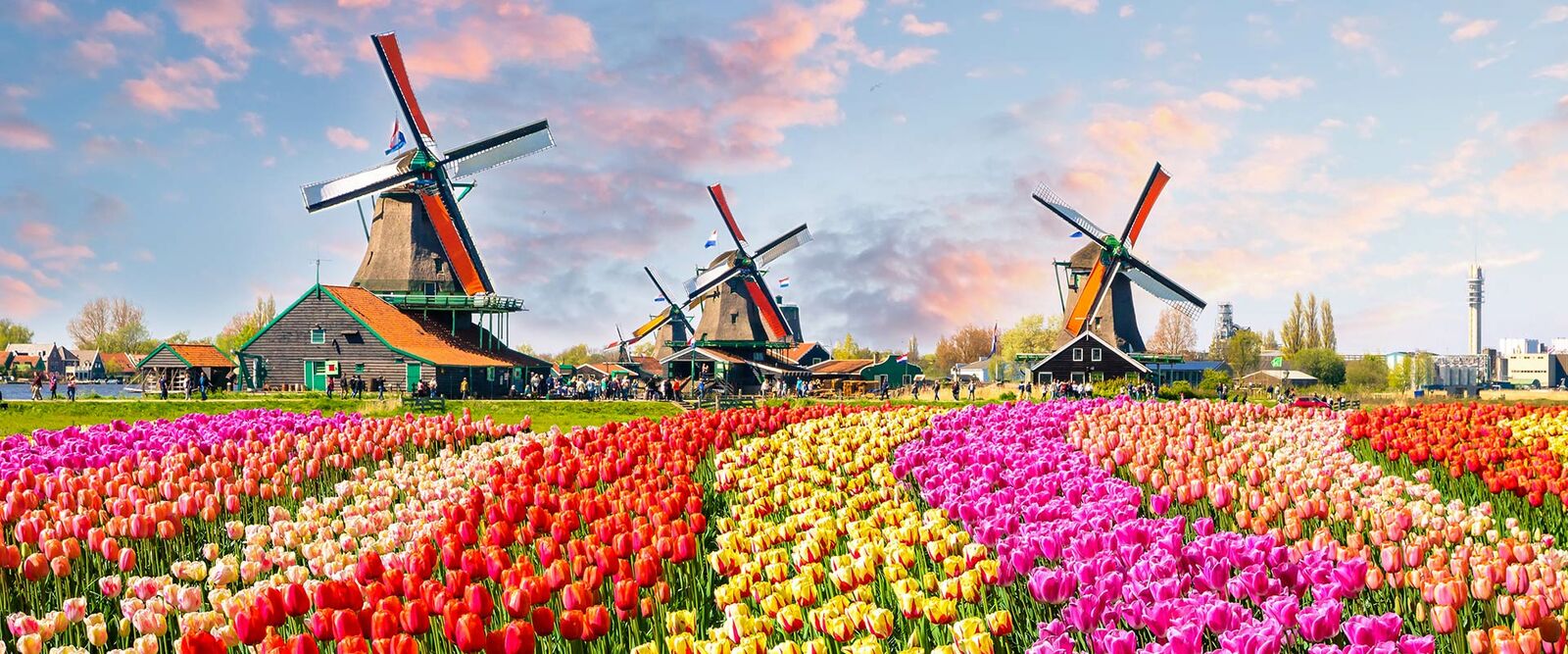 Malerische Szene: Holländische Windmühlen und lebendige Reihen roter, rosa, gelber Tulpenfelder unter blauem Himmel.
