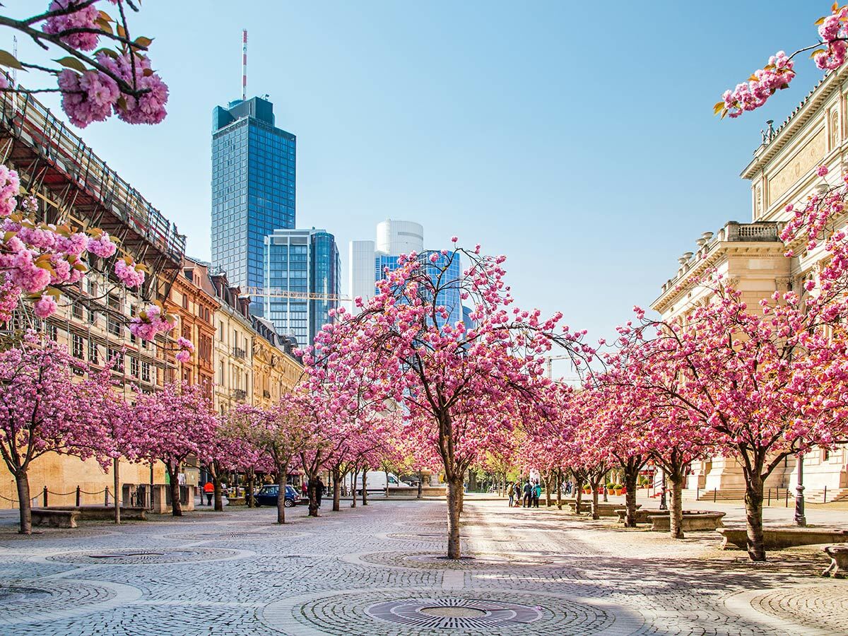 Malerische Kirschblütenallee in Frankfurt im Frühling mit historischen Gebäuden, modernen Wolkenkratzern und blauem Himmel.