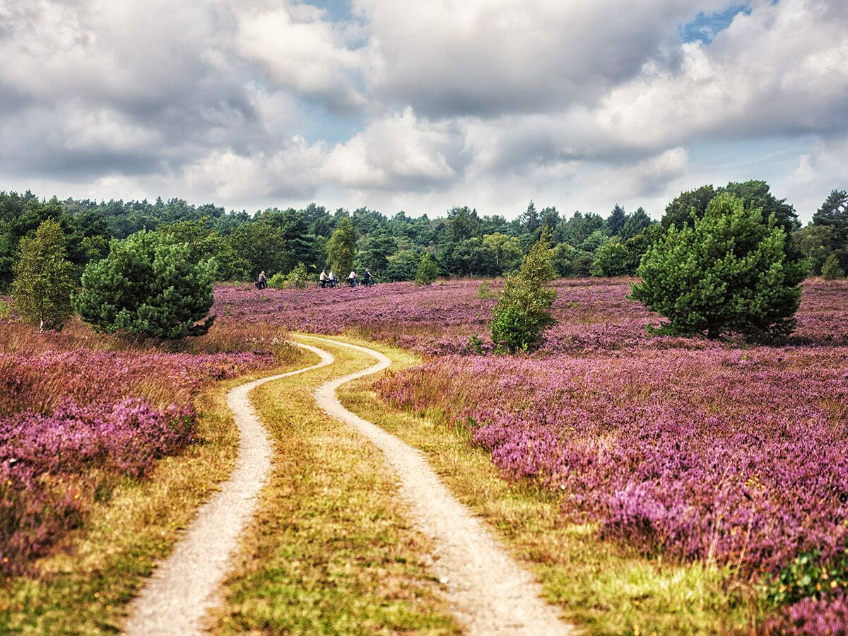 Gewundener Sandweg durch lila Heidekraut-Feld mit grünen Bäumen, Wolkenhimmel und Radfahrern in der Ferne.
