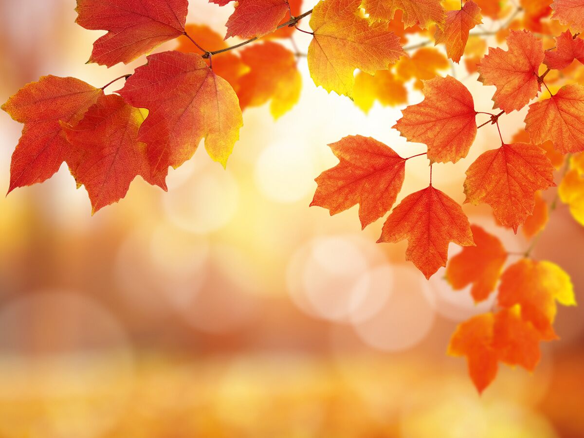 Leuchtend rote und orange Herbstblätter an Zweigen vor warmem, sonnigen Bokeh-Hintergrund, Naturszene, Herbststimmung.
