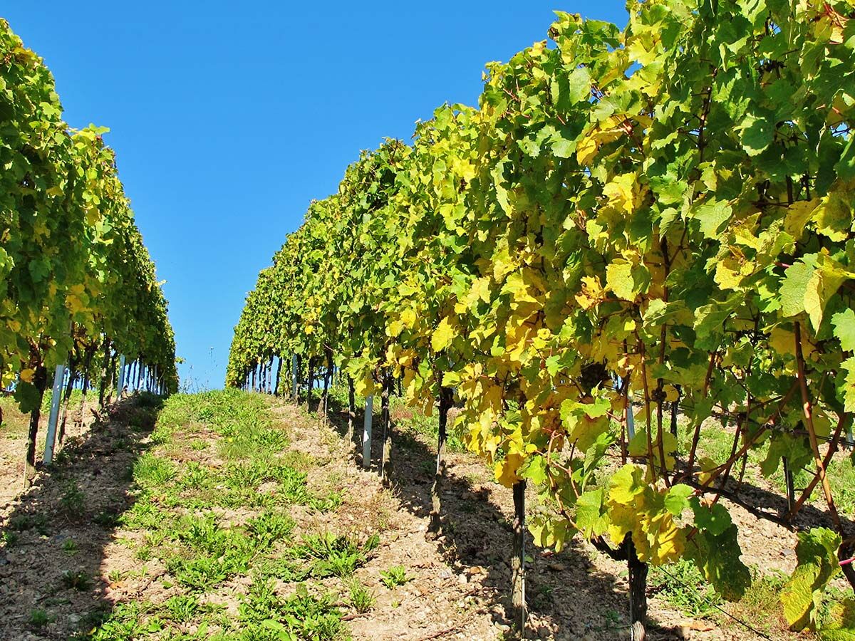 Sonnenbeschienener Weinberg mit Reihen von grün-gelben Reben, die sich einen Hügel hinaufziehen, unter strahlend blauem Himmel.
