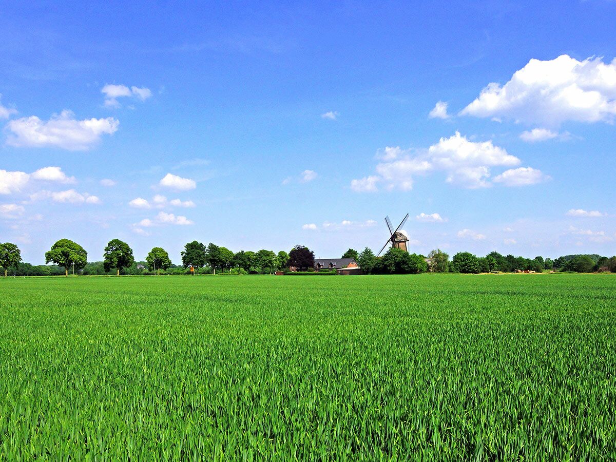 Weites grünes Feld unter blauem Himmel mit weißen Wolken; im Hintergrund eine historische Windmühle, umgeben von Bäumen und Gebäuden.