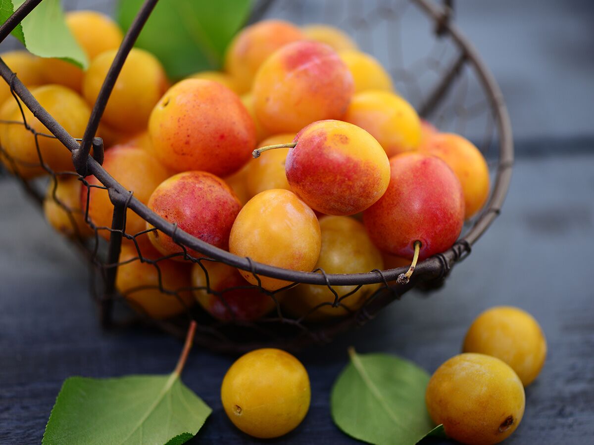 Gelbe und rot-orange Mirabellen in rustikalem Drahtkorb auf dunklem Holz mit einzelnen Früchten und Blättern daneben.