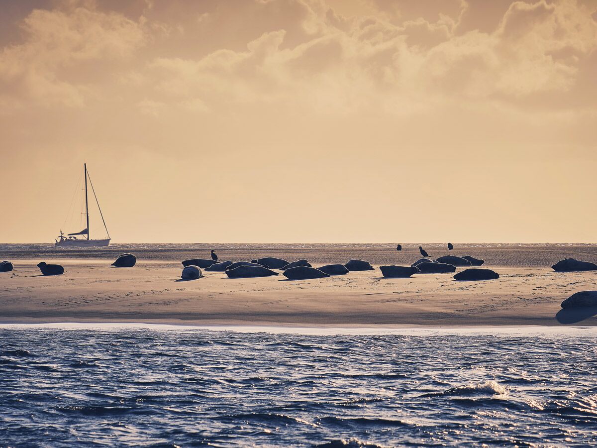 Eine Kolonie Seehunde ruht auf einem Sandstrand bei goldenem Sonnenuntergang, dahinter ein Segelboot und blaues Meer.