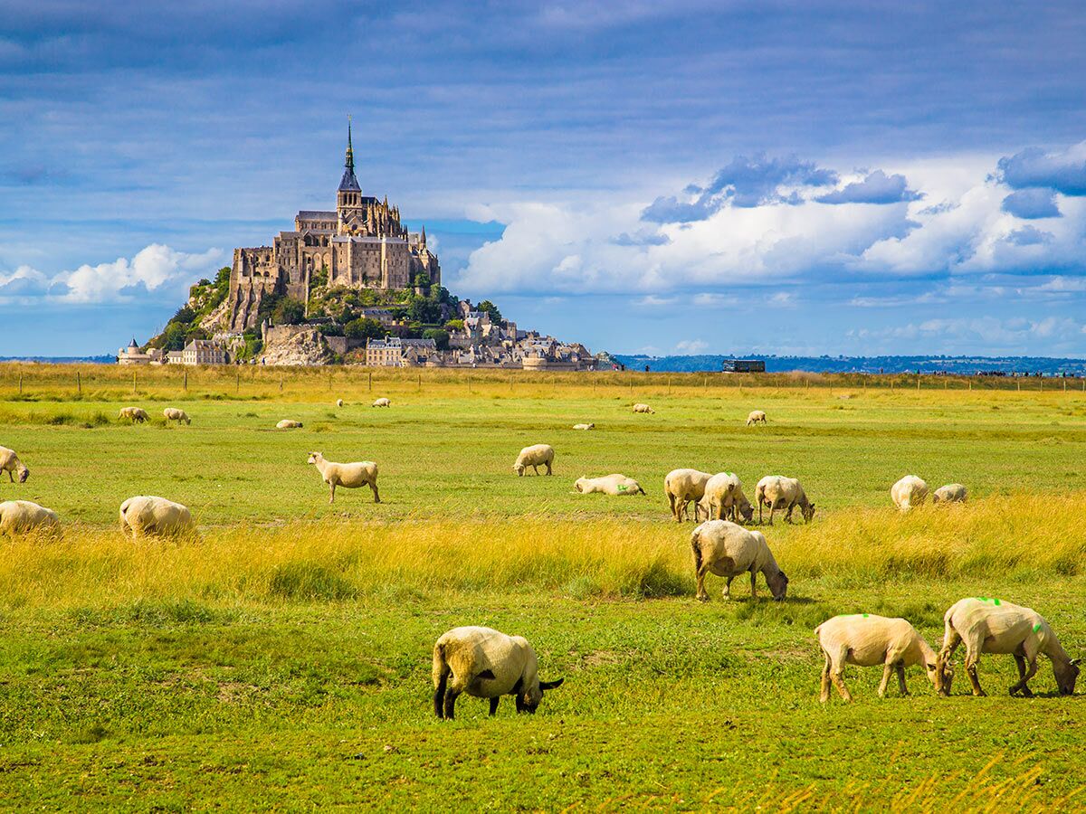 Panoramablick auf Mont Saint-Michel mit einer Herde Schafe, die auf grünen Wiesen der Normandie grasen, blauer Himmel.