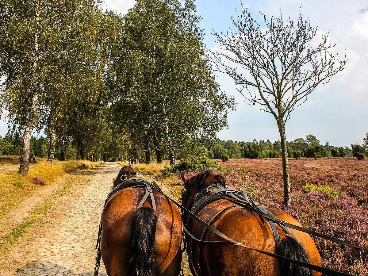 Rücken zweier brauner Pferde in Geschirr, die eine Kutsche auf Kopfsteinpflasterweg durch blühende Heide ziehen.