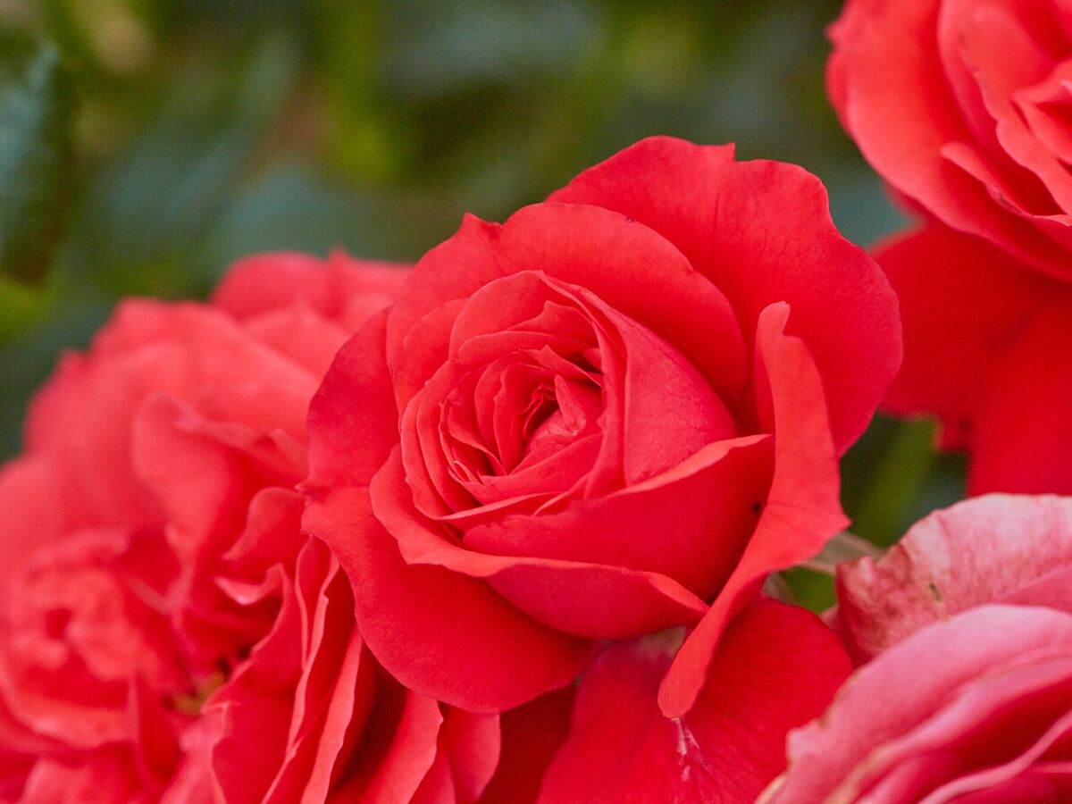 Eine Nahaufnahme leuchtend roter Rosenblüten in voller Pracht mit unscharfem grünem Hintergrund, Schönheit der Natur.
