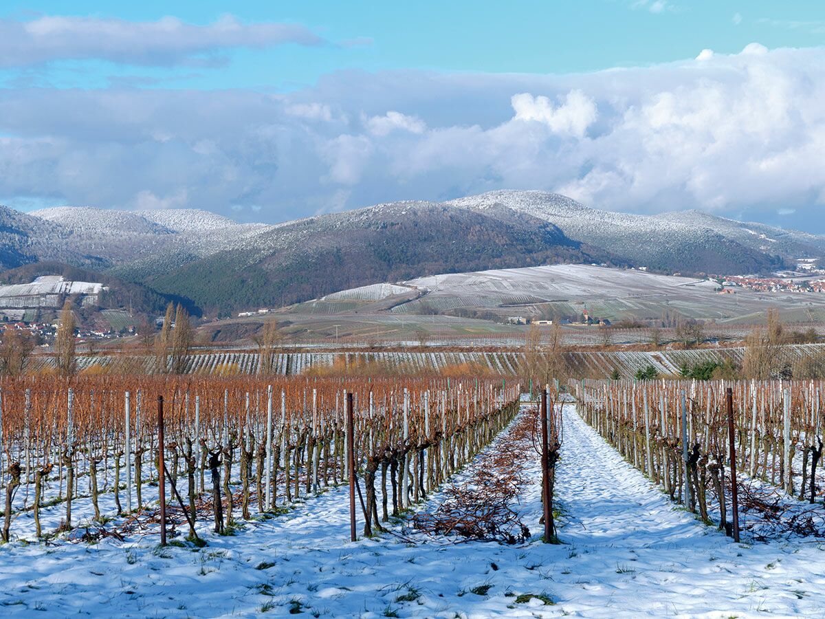 Verschneiter Weinberg mit Reihen von Rebstöcken, einem Pfad, dahinter schneebedeckte Berge und ein Dorf unter blauem Himmel.