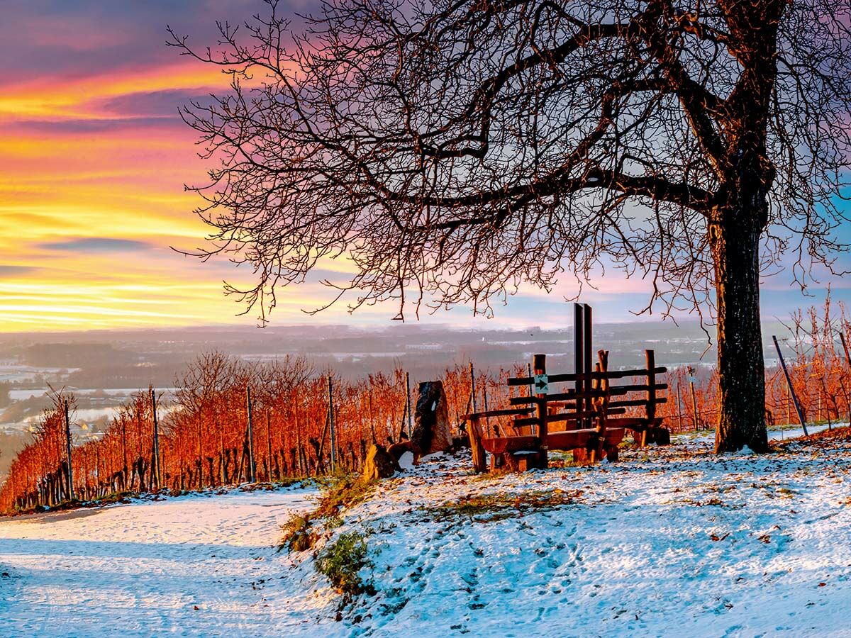 Malerische Winterlandschaft mit Reben, Schnee und einem kahlen Baum vor einem farbenprächtigen Sonnenuntergang.