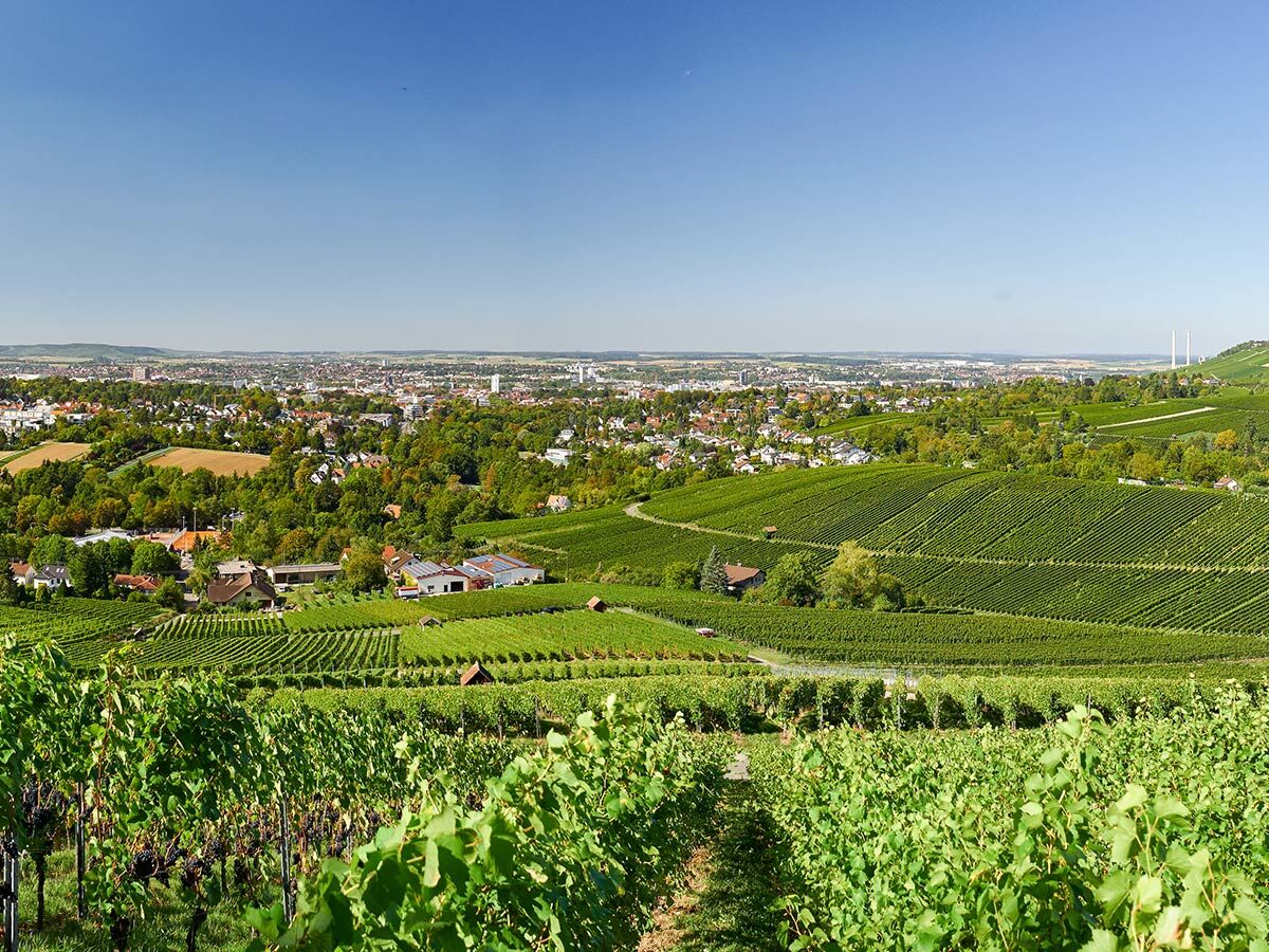 Panorama-Blick auf grüne Weinberge und eine Stadt unter klarem blauem Himmel, mit Hügeln und Gebäuden in der Ferne.