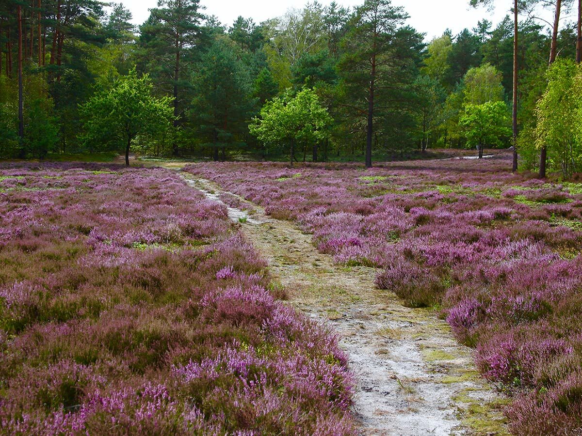 Malerisches Heidekrautfeld in voller Blüte mit einem gewundenen Sandweg und Wald im Hintergrund.