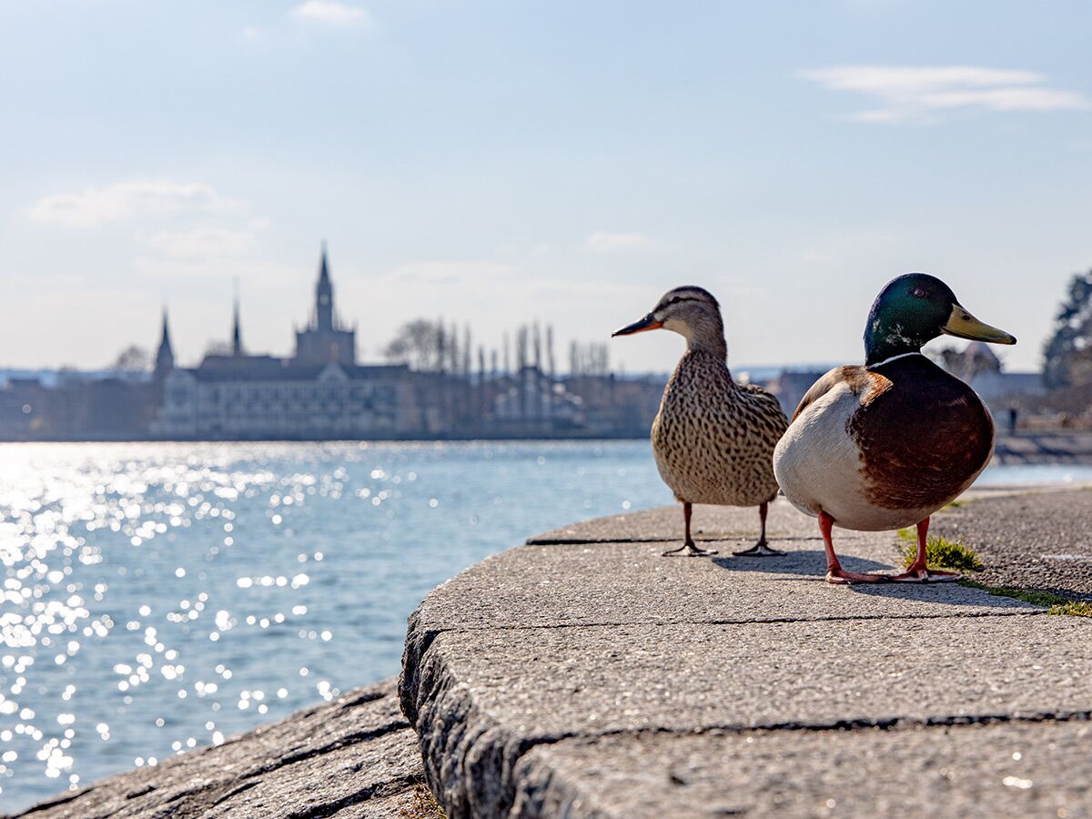 Zwei Stockenten, Männchen und Weibchen, stehen an einem sonnigen Seeufer mit glitzerndem Wasser und einer Stadt im Hintergrund.