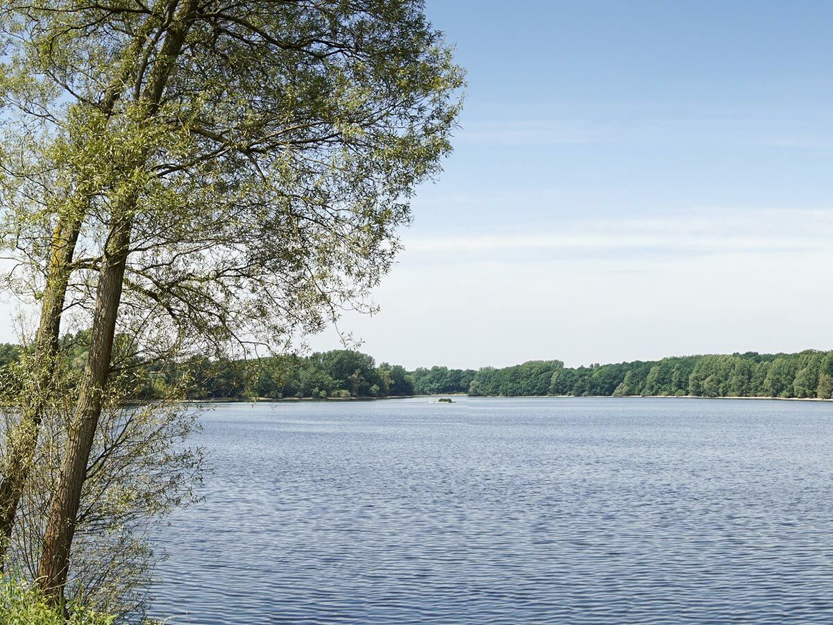 Ruhige Naturlandschaft mit einem See, umgeben von grünen Bäumen unter blauem Himmel und einem Baum im Vordergrund.