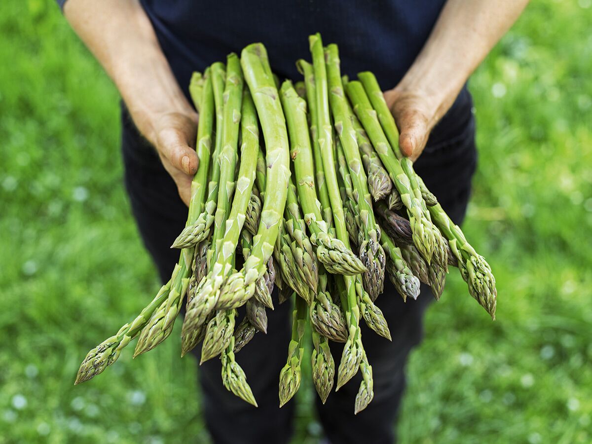 Nahaufnahme einer Person, die frisch geernteten grünen Spargel in den Händen hält, mit unscharfem grünem Gras im Hintergrund.