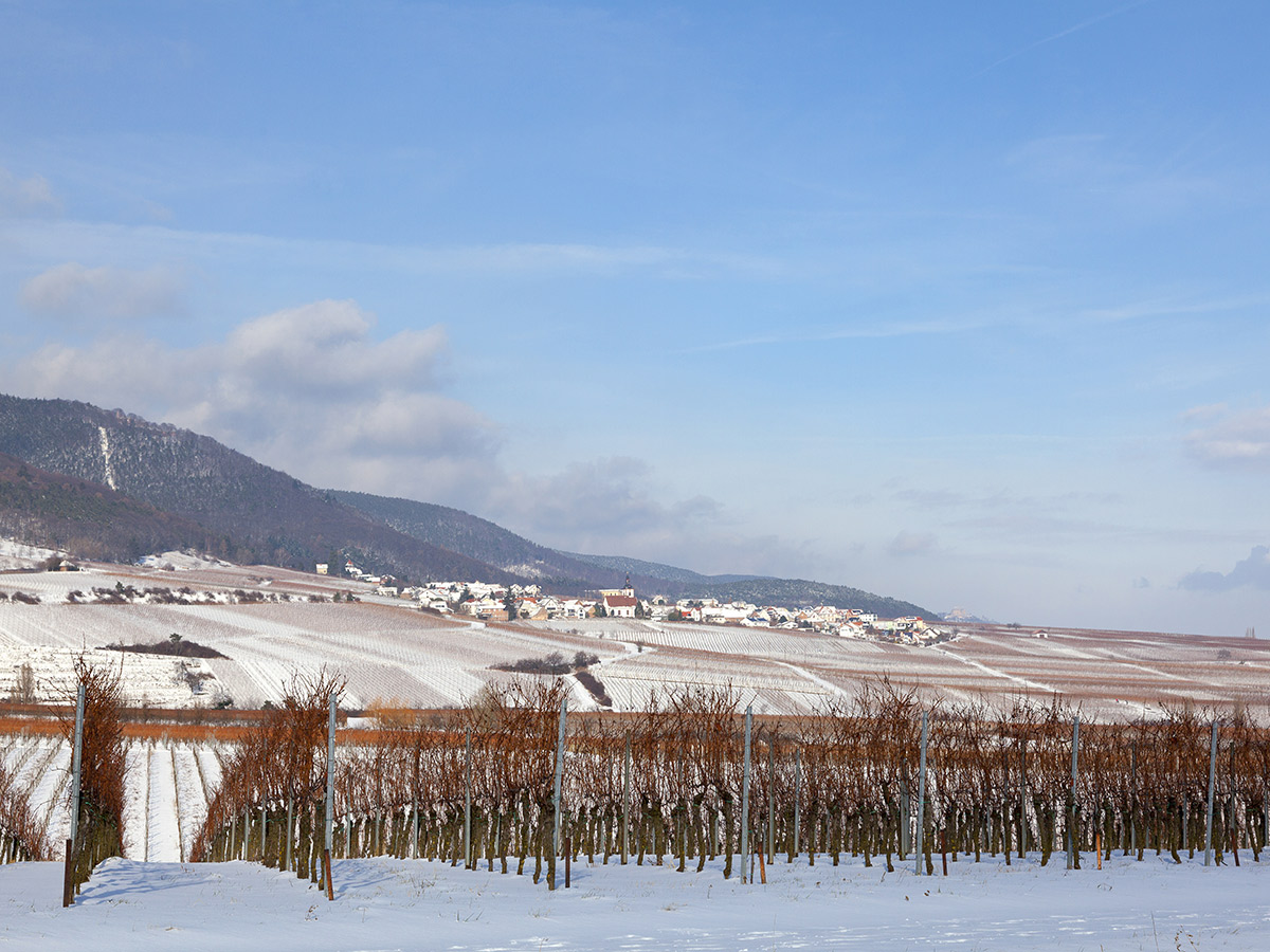 bad-duerkheim-silvsester-glaenzende-tage-an-der-deutschen-weinstrasse-mit-herrlichen-ausfluegen-nach-heidelberg-und-rundfahrt-durch-den-pfaelzer-wald-deutschen-weinstrasse-79097598.jpg