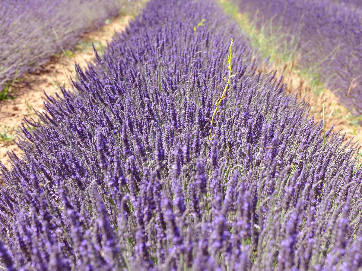 traumhafte-lavendelbluete-die-provence-und-der-luberon-lavendelfelder-in-coustellet-115513575.jpg
