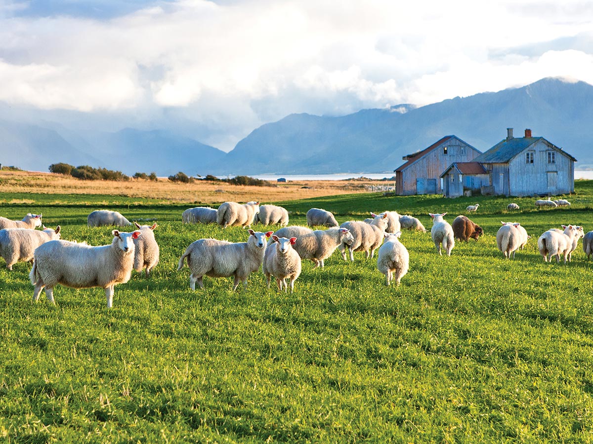 irland-die-gruene-insel-europas-schafe-23513366.jpg