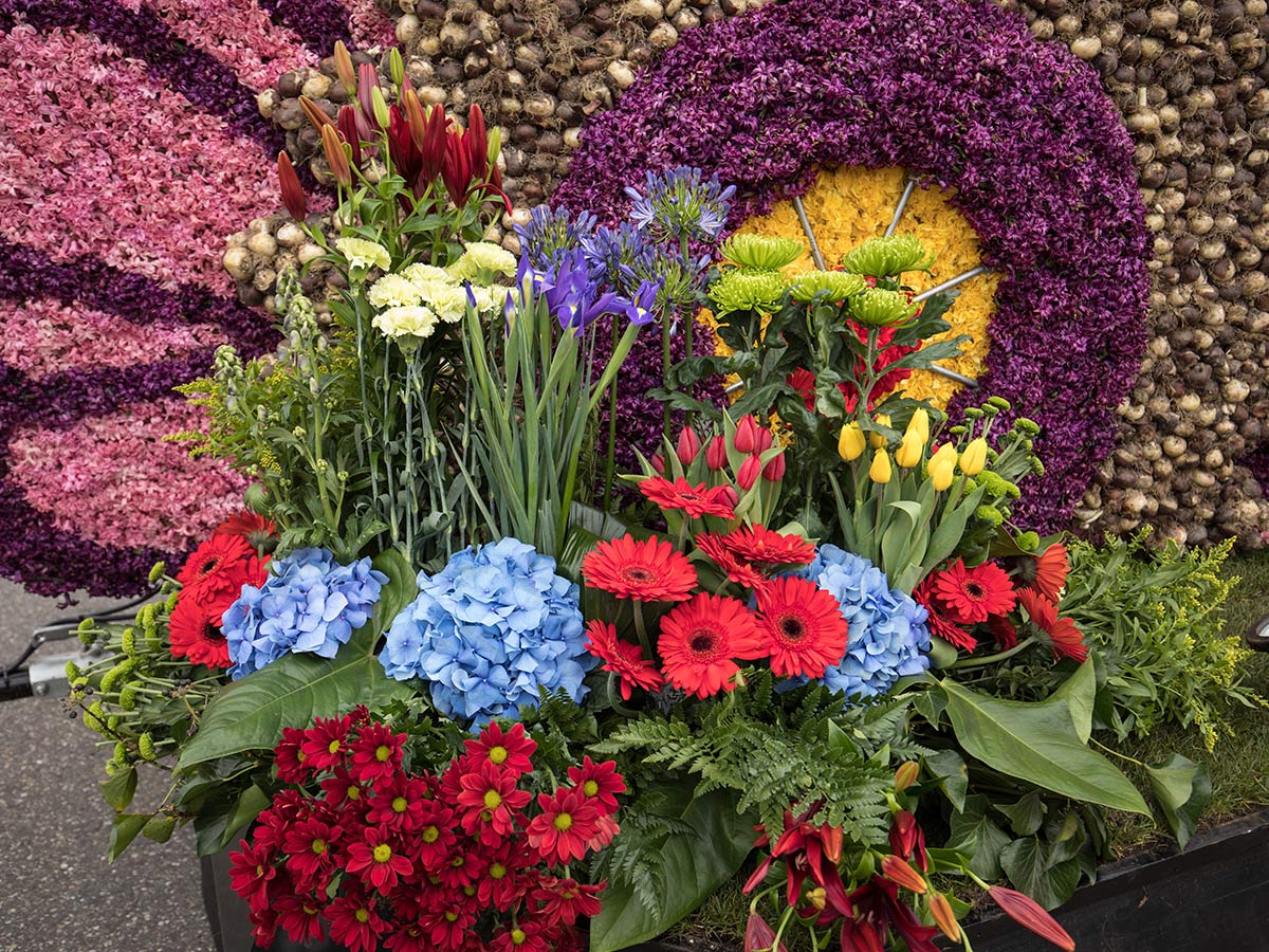 egmond-aan-zee-idylle-pur-tulpenbluete-in-holland-mit-blumencorso-blumenkorso-von-noordwijk-bis-haarlem-257605990.jpg